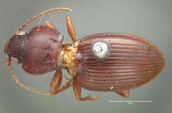 Media type: image;   Entomology 5630 Aspect: habitus dorsal view